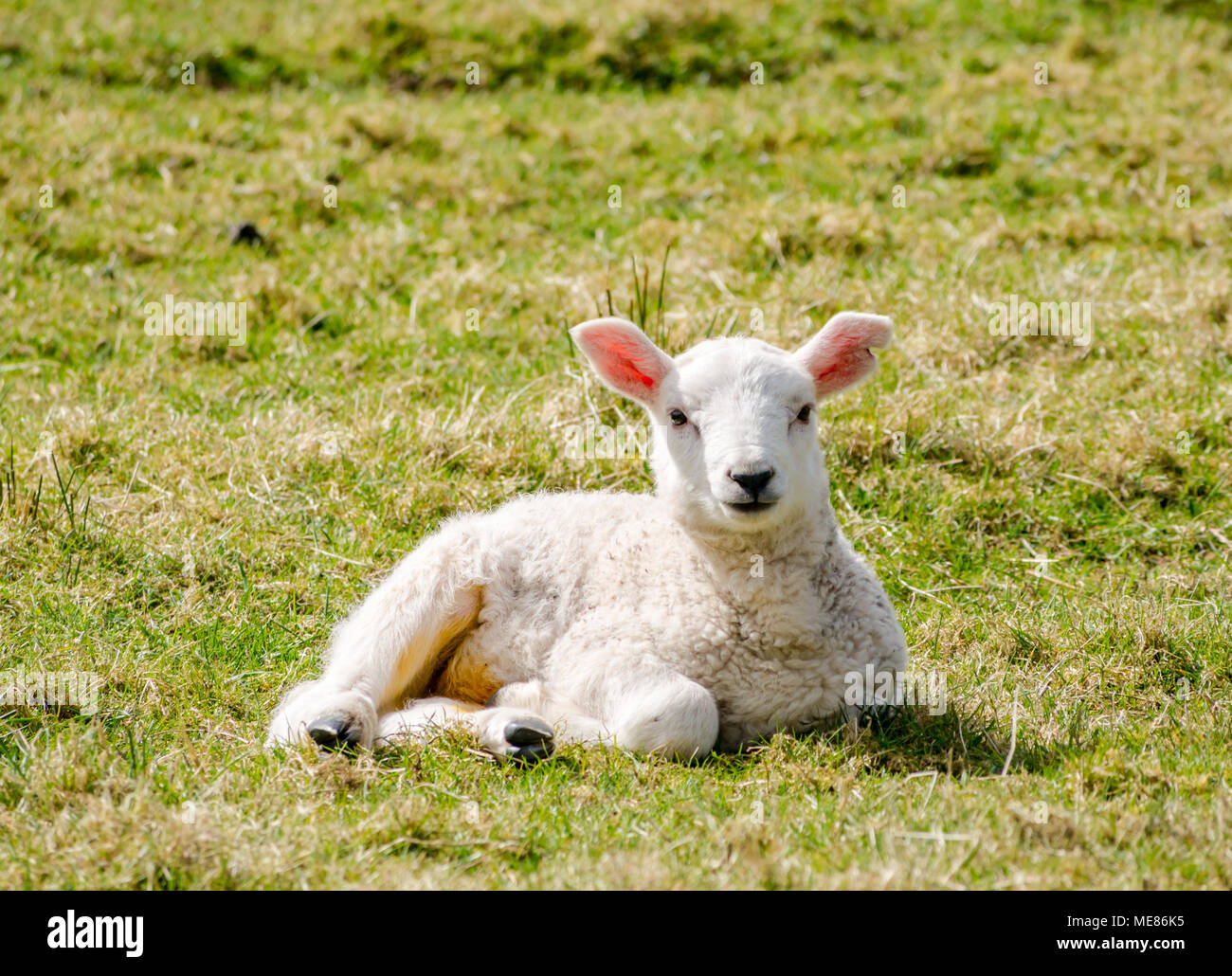 Lamb Lying Down High Resolution Stock Photography And Images Alamy