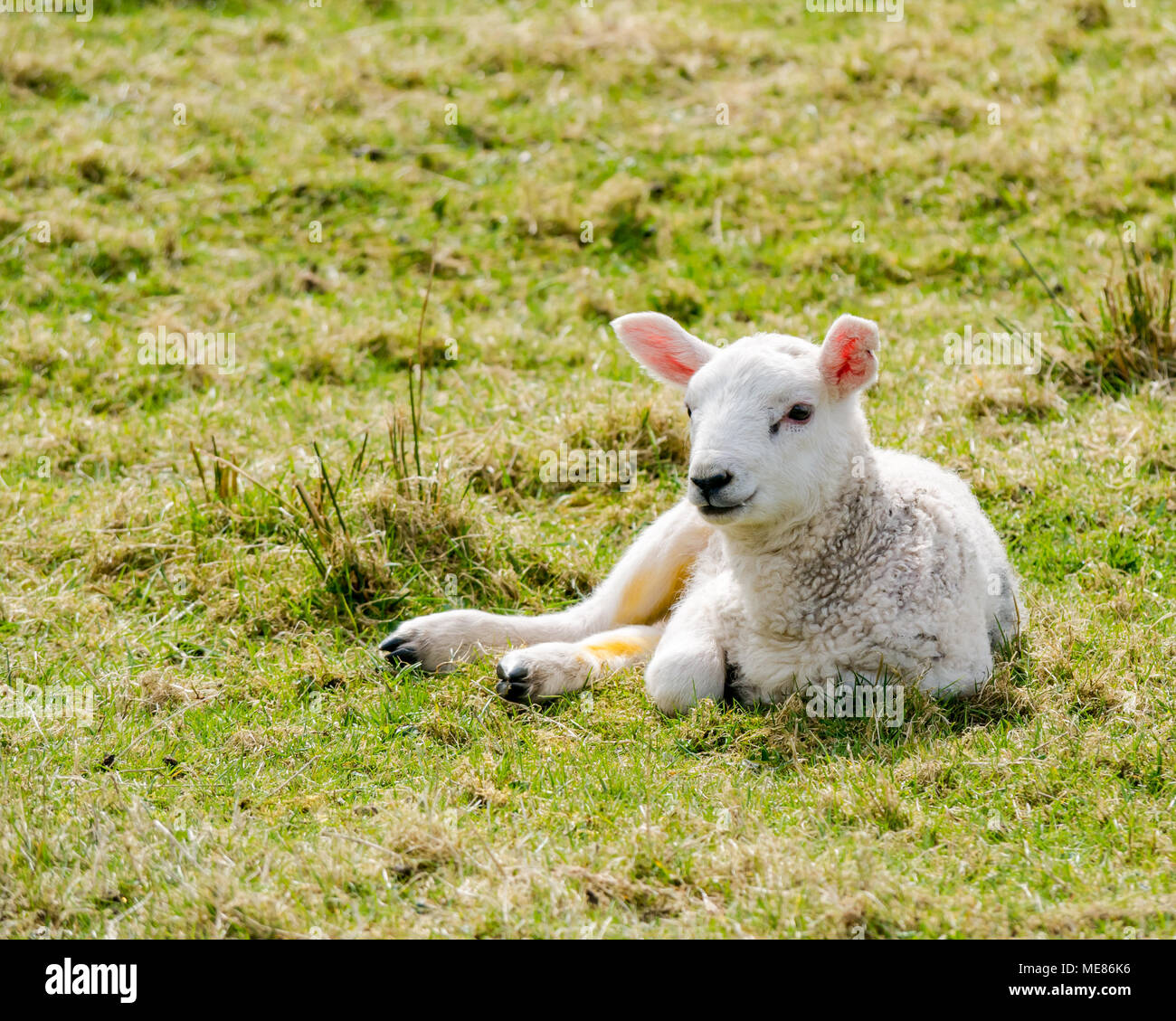 Lamb Lying Down High Resolution Stock Photography And Images Alamy