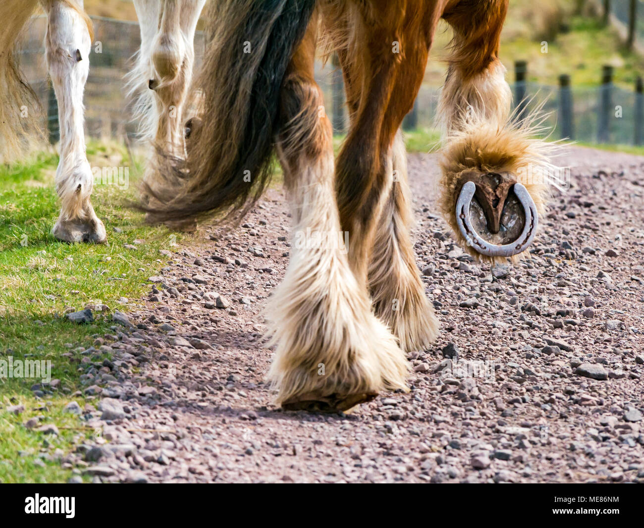 21 Marvelous Long-Haired Horses (With Feathered Legs)