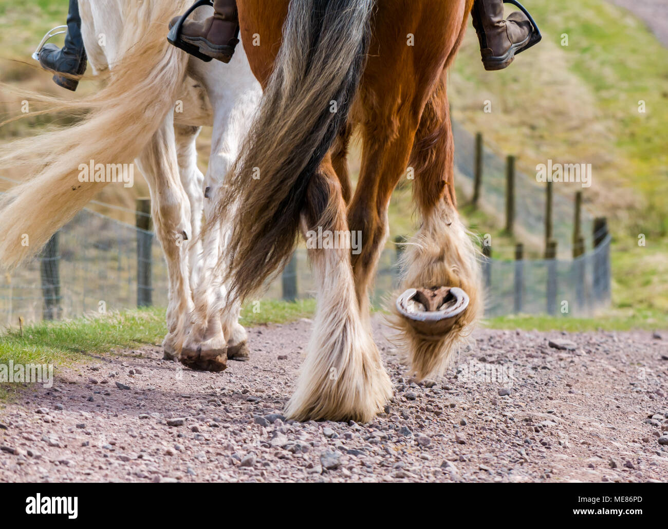 West Linton, Scottish Borders, Scotland, United Kingdom, April 21st 2018.  Spring sunshine in the countryside, horse riders on a track. Close up of Clydesdale horse hooves in motion and swinging tails Stock Photo