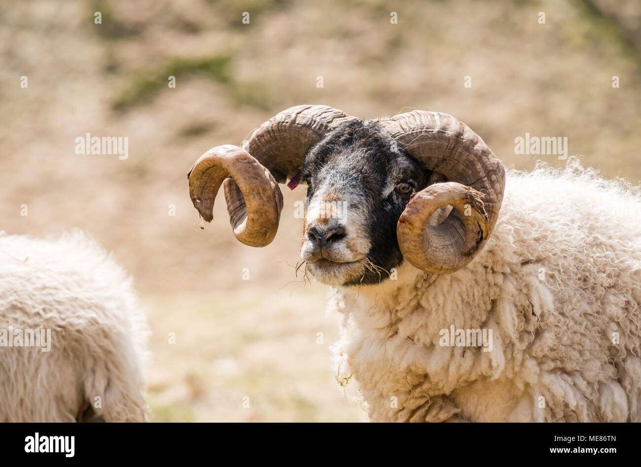 West Linton, Scottish Borders, Scotland, United Kingdom, April 21st 2018.  Spring sunshine in the countryside, with a Scottish blackface ram with curly horns in a field Stock Photo