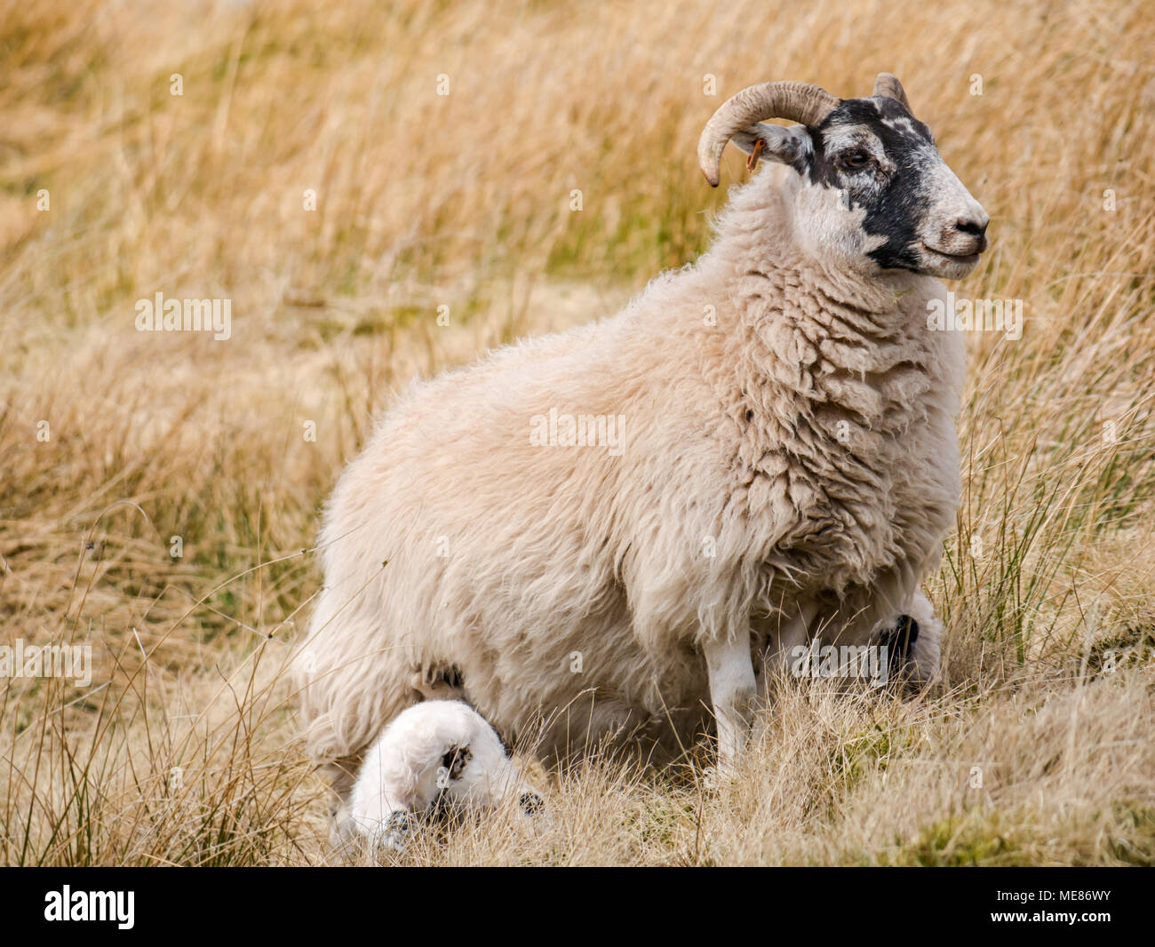 West Linton, Scottish Borders, Scotland, United Kingdom, April 21st 2018.  Spring sunshine in the countryside, with a Scottish blackface ewe and newborn lamb suckling in a field Stock Photo
