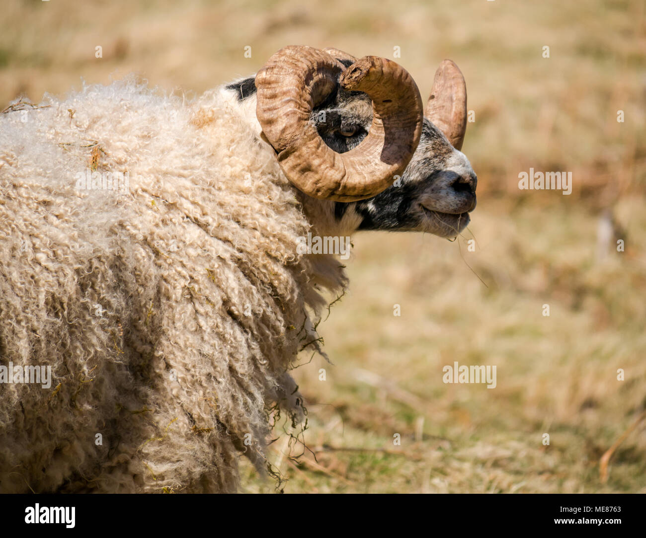 West Linton, Scottish Borders, Scotland, United Kingdom, April 21st 2018.  Spring sunshine in the countryside, with a close up of aScottish blackface ram with curly horns in a field Stock Photo