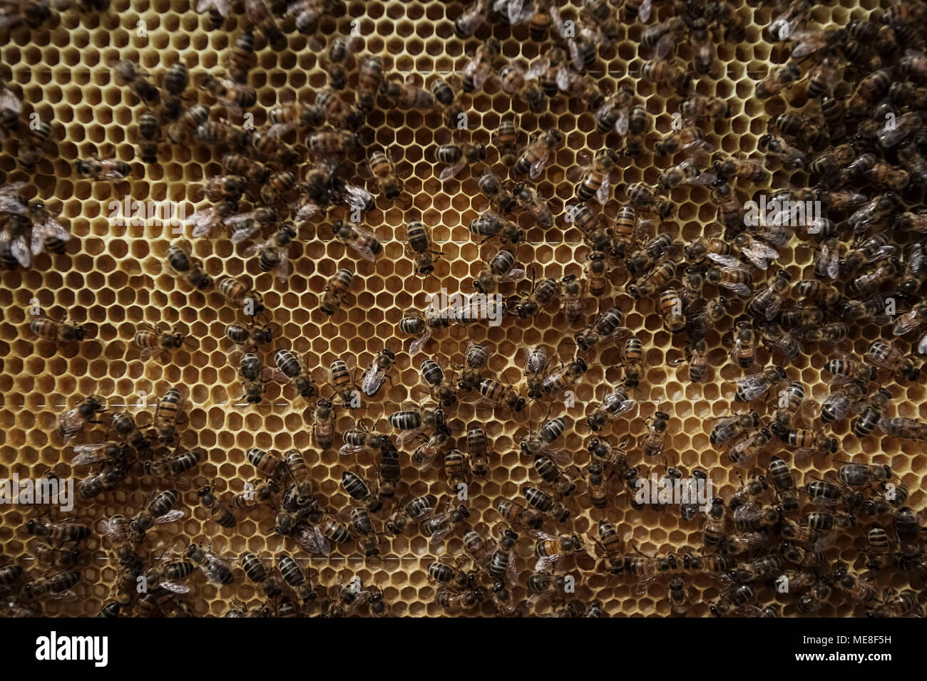 Guasca. 18th Apr, 2018. Image taken on April 18, 2018 shows bees in a hive in the Montiel natural reserve of Guasca in Colombia. Credit: Jhon Paz/Xinhua/Alamy Live News Stock Photo