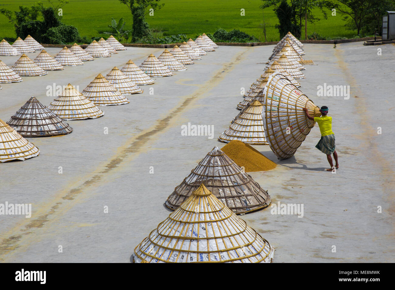 Workers in a rice mill shelter their product with pyramid-shaped covers ...