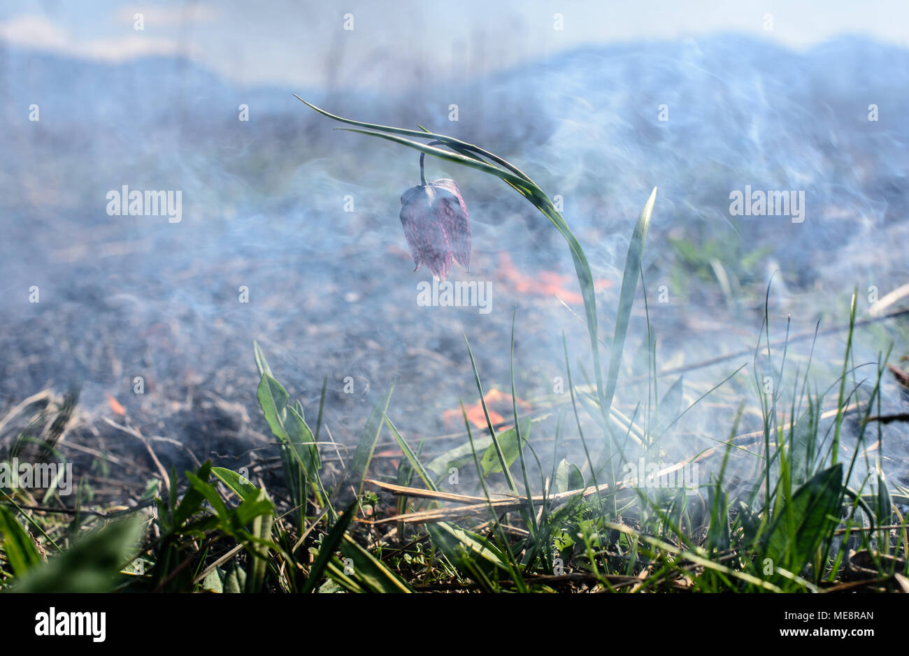 Chess flower in the fire.  Fire in the environmental protection area. Stock Photo