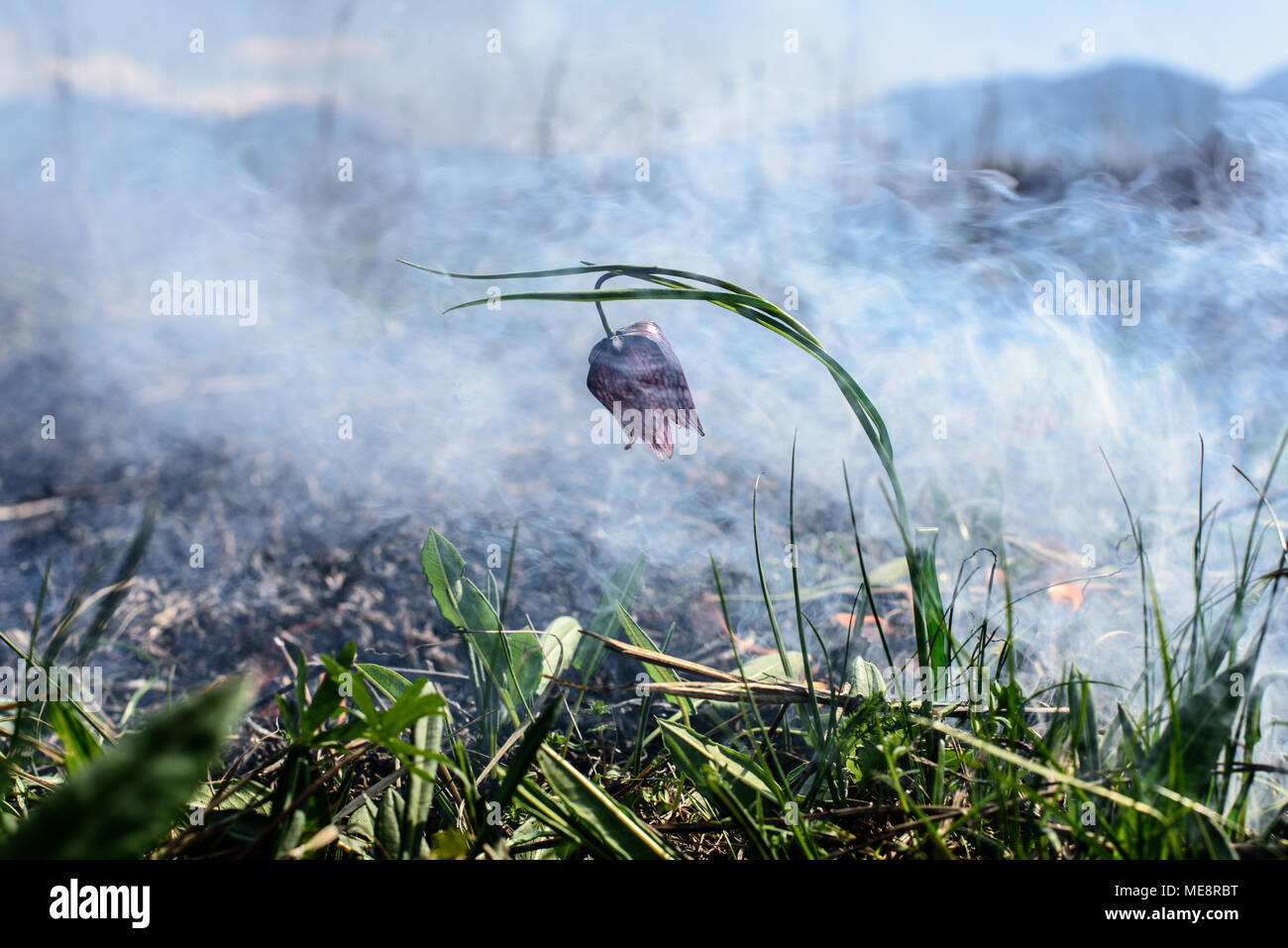 Chess flower in the fire.  Fire in the environmental protection area. Stock Photo