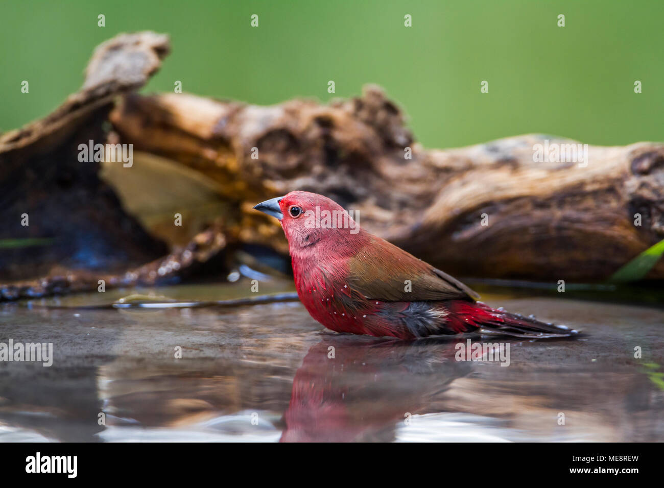 Jameson's firefinch in Mapungubwe national park, South Africa ;Specie Lagonosticta rhodopareia family of Estrildidae Stock Photo