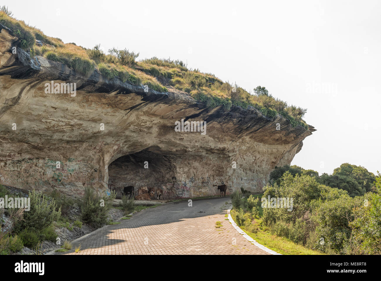 WITSIESHOEK, SOUTH AFRICA MARCH 13, 2018 Cattle in a cave next to