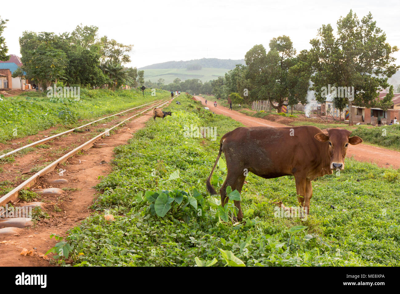 Lugazi, Uganda. 17 May 2017. A cow and a goat grazing near a railway track. People walking along it. Stock Photo