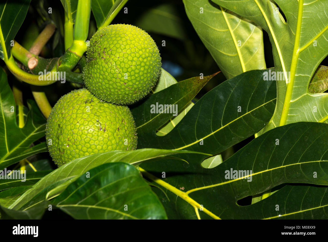 Breadfruit (Artocarpus altilis) Stock Photo
