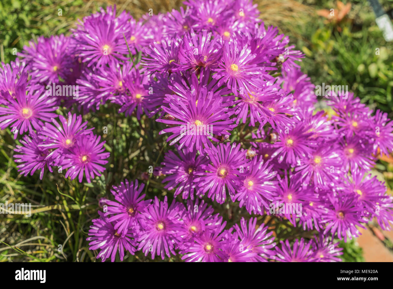A large cluster of bright purple daisies with yellow centers, isolated