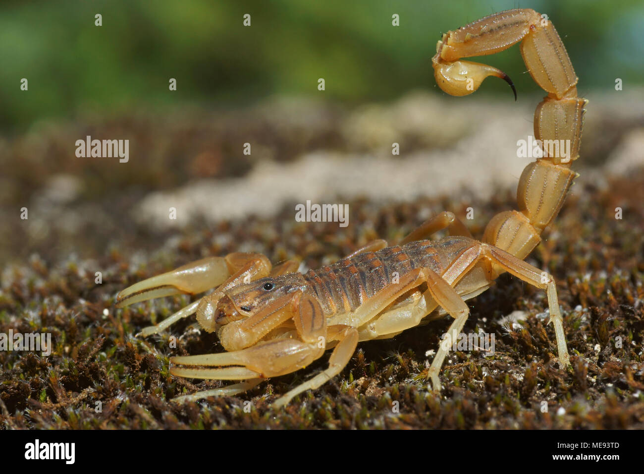 Macro of common yellow scorpion (Buthus occitanus) in defensive position. Picture taken in Spain. Stock Photo