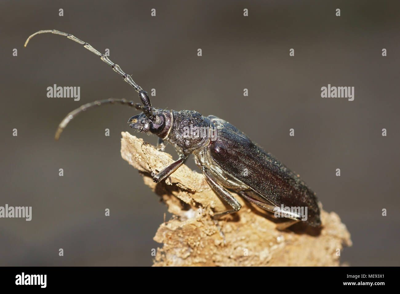 Macro of great capricorn beetle (Cerambyx cerdo). Picture taken in Spain Stock Photo