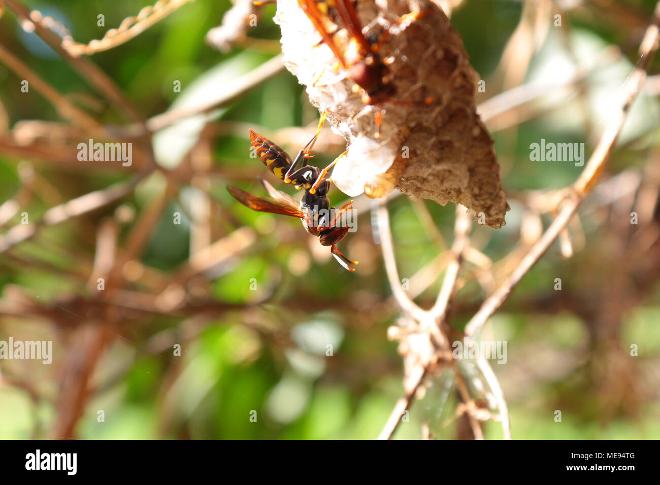Red and yellow wasp hanging upside down from nest Stock Photo - Alamy