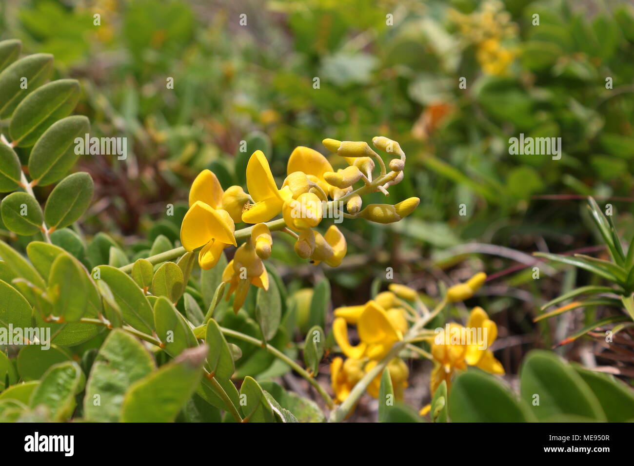 Yellow Crotalaria growing on the beach sand surrounded by green leaves Stock Photo