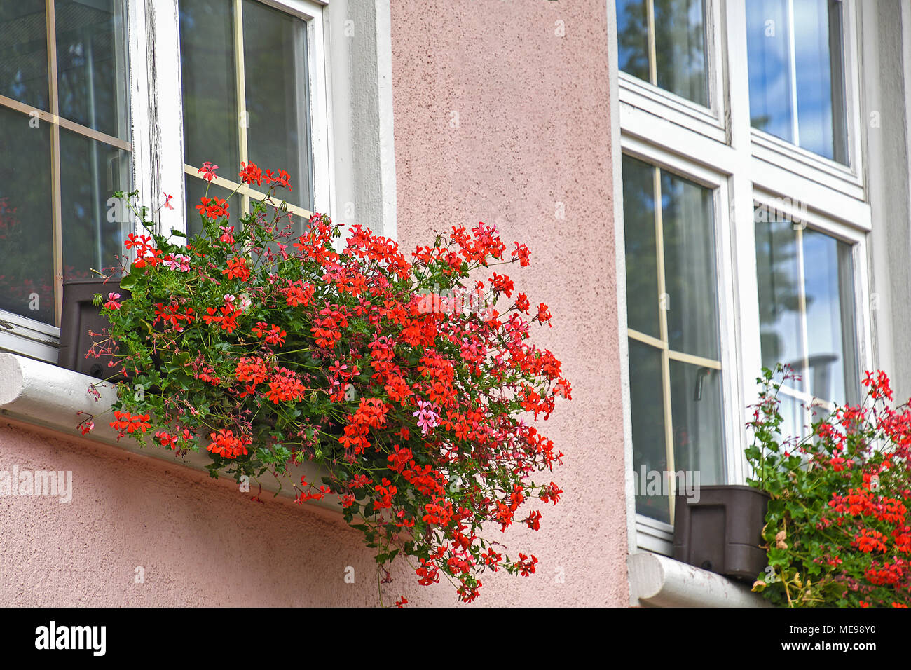 red ivy geranium in pink house window box Stock Photo