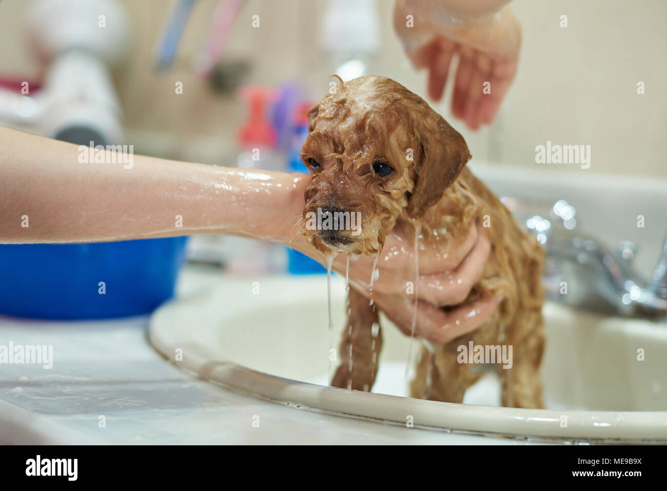 Soaking wet poodle puppy close-up. Washing dog service Stock Photo