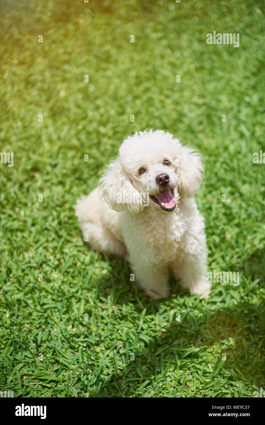 Happy white poodle dog sitting on green grass background Stock Photo ...