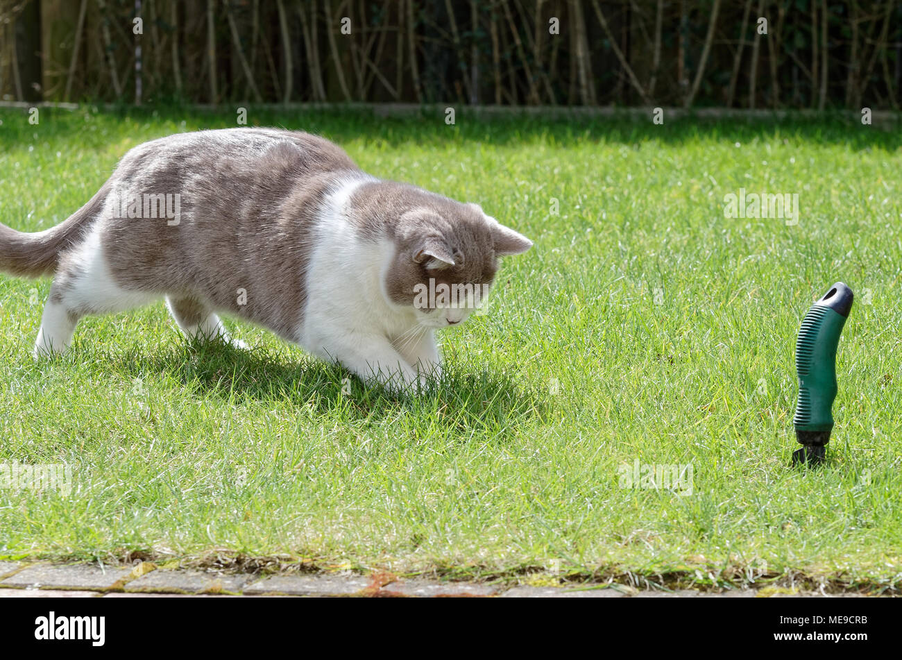 White cat playing garden pet hi-res stock photography and images - Alamy