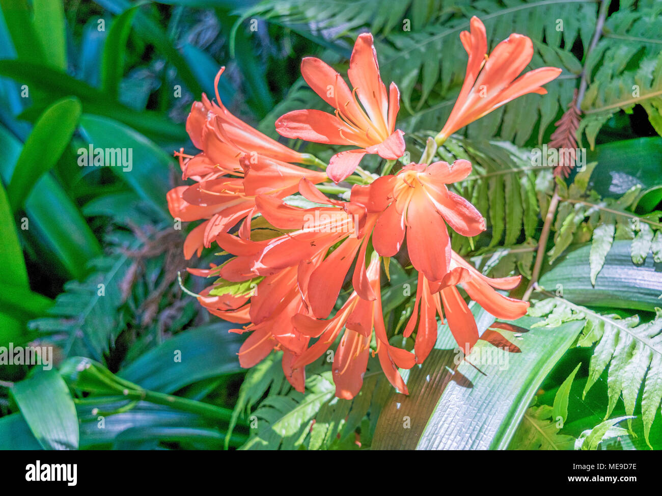 Fire Lilies- isolated, close-up of flowering fire lily plants, with coral colored lilies with bright yellow centers Stock Photo