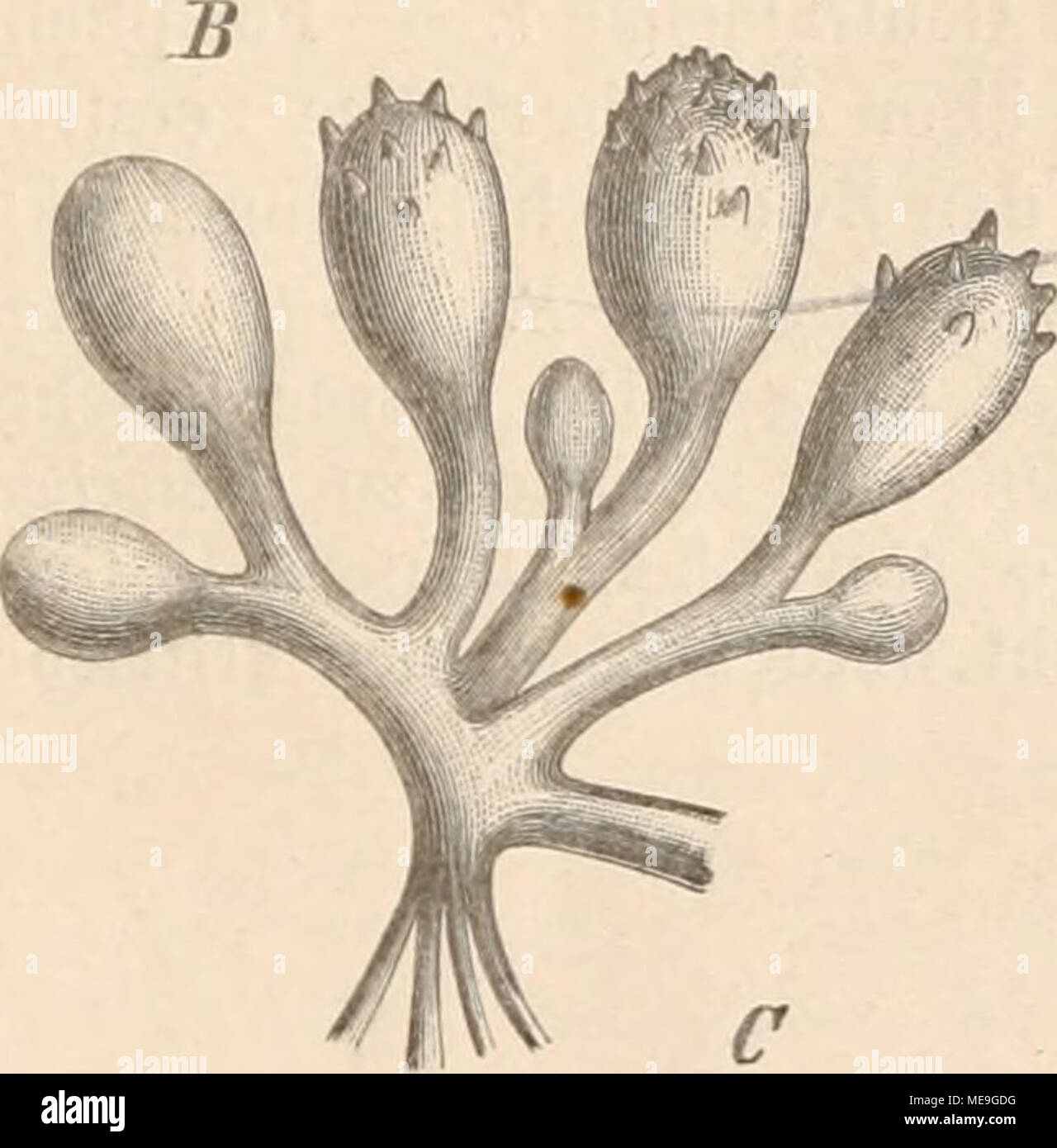 . Die Natürlichen Pflanzenfamilien nebst ihren Gattungen und wichtigeren Arten, insbesondere den Nutzpflanzen, unter Mitwirkung zahlreicher hervorragender Fachgelehrten begründet . Fig.266. A Halodictyoii mirabüe Za.n., Sj)itzeeiner wiic)isenA(iVi'P&amp;a,nze; FF Vegetatiouspunkte (20|l). — B Tylocolux microcarpvs Schmitz, Parasiteiipolster aus verscliiedenen Sprossen (Pflanzen?) zusammengesetzt, deren Centralzellen schärfer hervorgehoben sind, links Sporangieu bildende Exemplare, rechts ein weibliches Exemplar. — C Äcrocysiis nana Zan. (3/lJ. {A nach Falkeuberg; B nach einer Skizze von Schmit Stock Photo