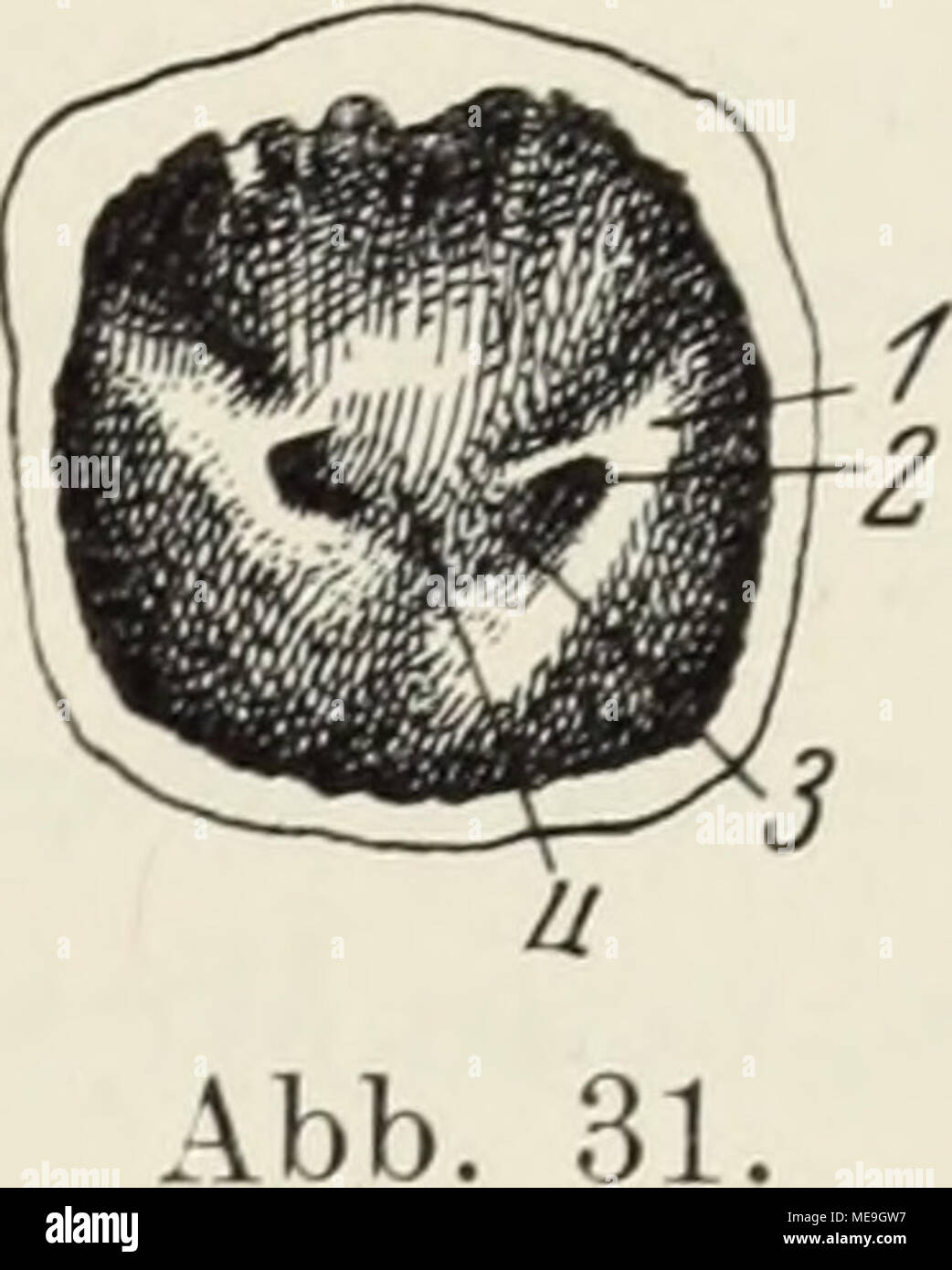 . Die Klassen und Ordnungen der Weichthiere (Malacozoa) : wissenschaftlich dargestellt in Wort und Bild . Abb. 29. Trigonum der Harnblase von Bos taurus. — 1 Columna ureterica, 2 Orificium ureteris, 3 Suleus uretericus (zwischen den Plicae ur.), 4 Crista ureterica. - Nach Bauch 1911, Abb. XII. Abb. 30. Trigonum der Harnblase des Menschen. — 1 Fossa retroureterica (Waldeyee), 2 Columna ureterica, 3 Trigonum vesicae (Lieutaudi), 4 Uvula ureterica, 5 Orificum duetus deferentis, 6 Crista ureterica, 7 Orificium ureteris, 8 Anulus urethralis. - Nach Räuber-Kopsch 1911, Abb. 336, S. 272. Abb. 31. Tri Stock Photo