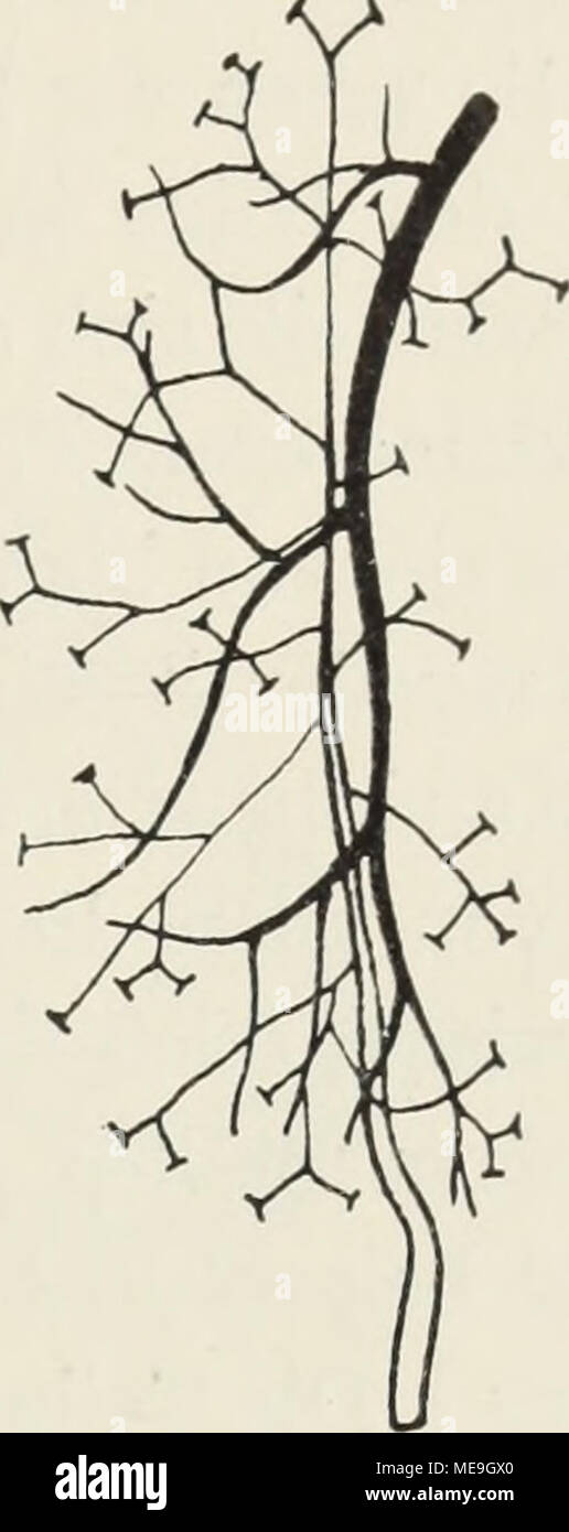 . Die Klassen und Ordnungen der Weichthiere (Malacozoa) : wissenschaftlich dargestellt in Wort und Bild . Abb. 22. Nierenarterien von Phocaena communis (Linke Niere dorsal). Ar- terie schwarz (eine Anzahl Äste, namentlich die senk- recht zur Bildebene, weg- gelassen). Ureter weiß in dünnen Linien, reich ver- zweigt. — Nach Chievitz 1897 (Taf. VI, Abb. 10). Stock Photo