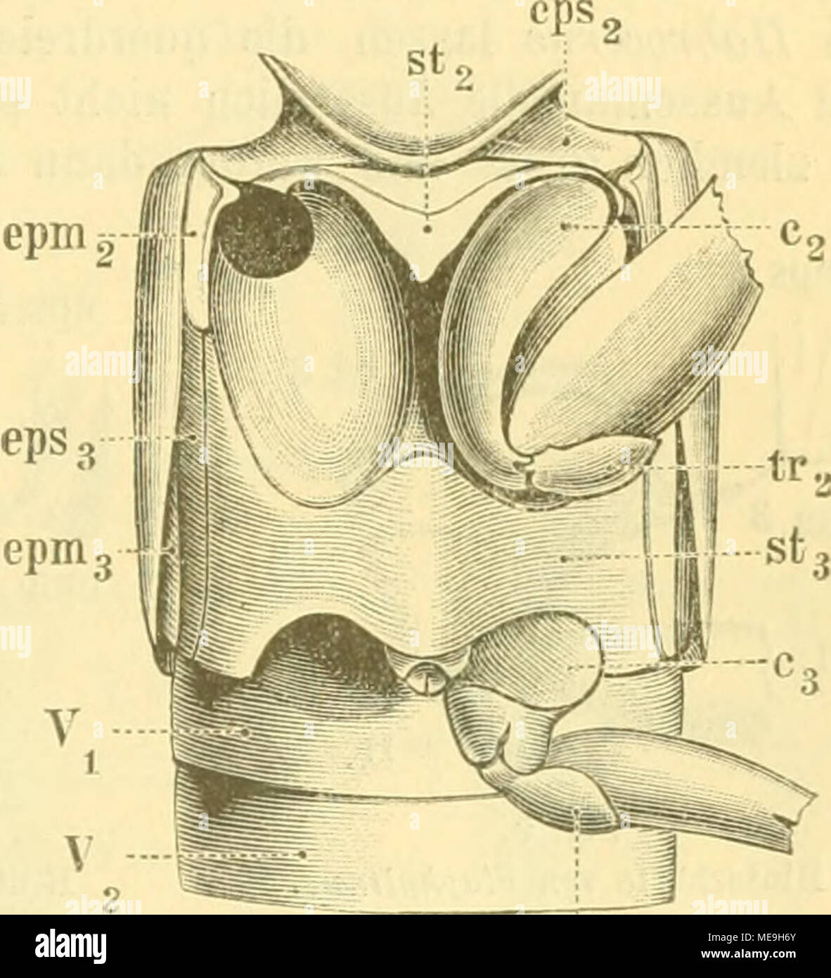 . Die Käfer von Mitteleuropa : Käfer der österreichisch-ungarischen Monarchie, Deutschlands, der Schweiz, sowie des französischen und italienischen Alpengebietes . Fig. 6. Prothorax von Fhüonthus nitidus, von unten. cl Clavicula, Apophyse des Endothoracalskelettes, st^ Prosternum, op Operculum = Epimerum des Protho- rax, coi vordere Hüfthöhle, stigm. freiliegendes Stigma der Vorderbrust (Mesothoraxstigma nach Palmen), «<2 Mesosternum, tps^ Episternum der Mittelbrust. Fig- 1. Meso- und Metathorax von Philonthus nitidus, von unten. s4 Mesosternum, eps^ Episternen, epm^ Epimeren des Me Stock Photo