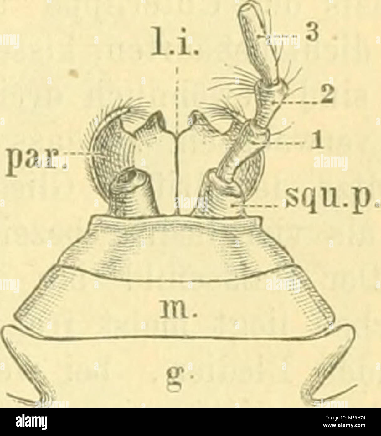 . Die Käfer von Mitteleuropa : Käfer der österreichisch-ungarischen Monarchie, Deutschlands, der Schweiz, sowie des französischen und italienischen Alpengebietes . Fig. 4. Maxillo von Staphyiinus oltus. â . Angelglied, st. Stipes, squ. p. tastertragendes Hück, l. i. Innenlade, l. e, Aussenlade, 1, 2, 3, 4 die vier Glieder des Kiefeitasters. Fig. 5. Unterlippe von Staphyiinus olens. fj. Kehle, m. Kinn, squ. p. Tasterträger, l. ; par. Paraglossen, 1, 2, 3 die drei Glieder des tasters. Zunge, Lippen- Die Innenlade der Maxillen ist dem Innenrande des Stipes angefügt. Gewöhn- lich ist nur i Stock Photo
