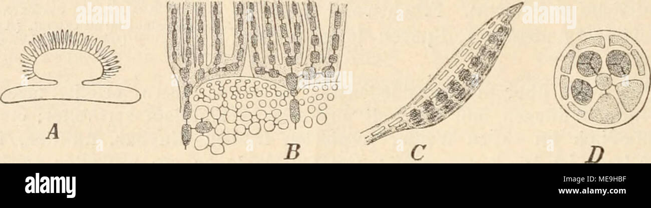 . Die Natürlichen Pflanzenfamilien nebst ihren Gattungen und