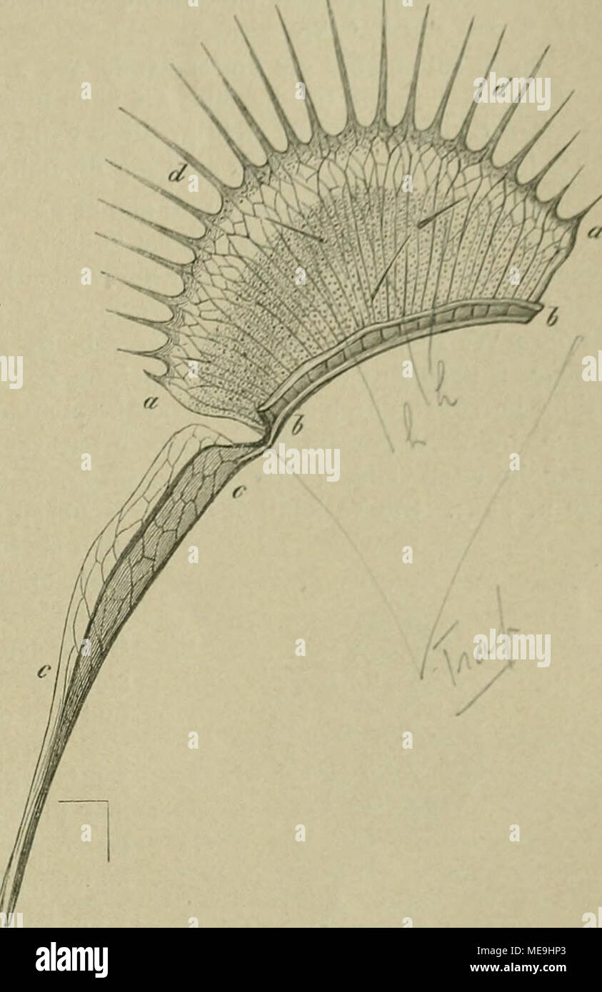 . Die Natürlichen Pflanzenfamilien : nebst ihren Gattungen und wichtigeren Arten, insbesondere den Nutzpflanzen . Fig. 162. Dionaea muscipula L. B. nach Wegnahme der vor- deren Hälfte der Lamina &amp; 6; die hintere Hälfte zeigt ihre Oherseite mit den 3 reizbaren Haaren; c der geflügelte Blattstiel. (Nach Sachs.) Stock Photo