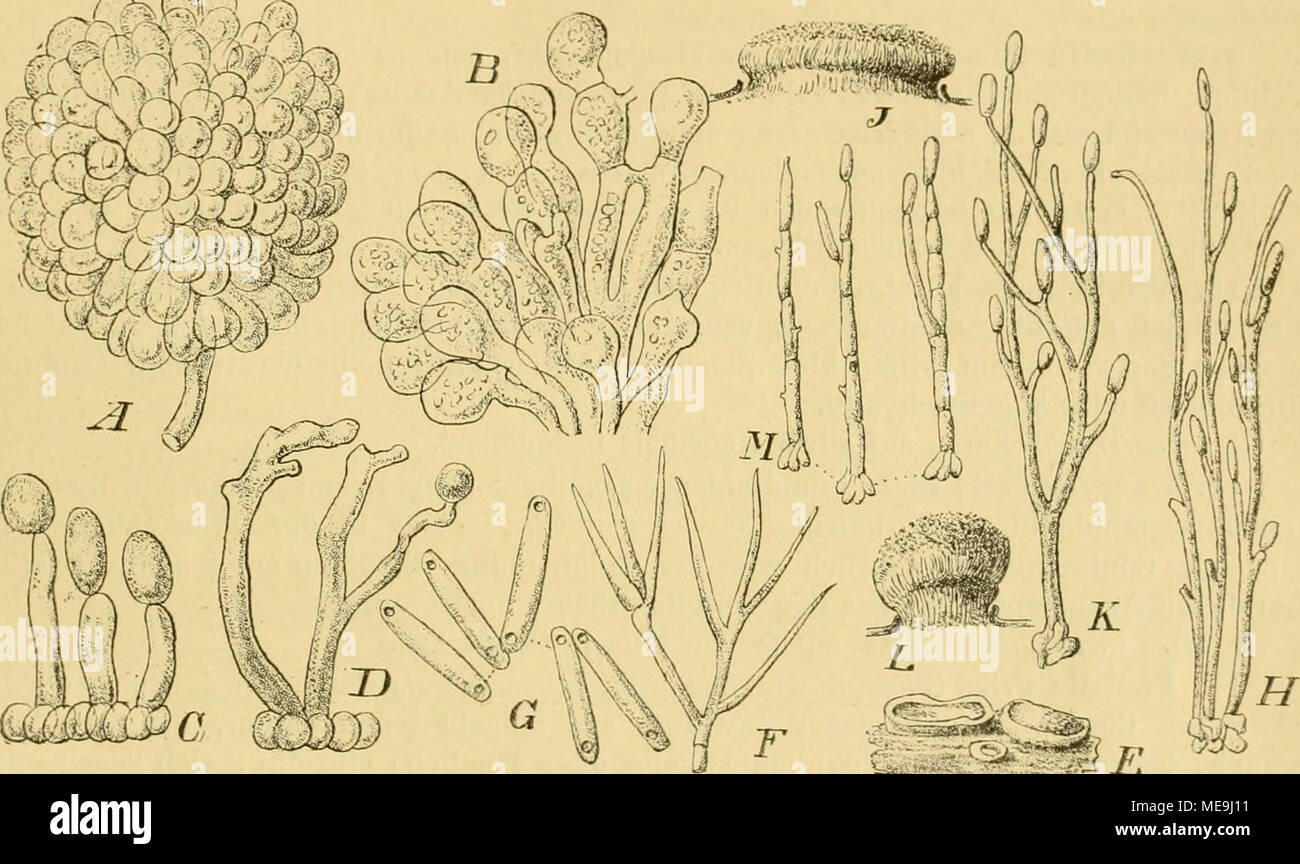 . Die Natürlichen Pflanzenfamilien nebst ihren Gattungen und wichtigeren Arten, insbesondere den Nutzpflanzen, unter Mitwirkung zahlreicher hervorragender Fachgelehrten begründet . Fig. 258. A-—B Aegerita torulosa (Berk.) Sacc. A Junger Sporenhaufen, 450/1. B Stück eines Sporenbaufens mit Zellfusionen, 450/1. — C TulercuUna vinosa Sacc. Conidienträger, vergr. — BT. persicina (Ditm.) Sacc. Coni- dienträger, vergr. — E—0 Hymenula citrina Boud. E Habitus des Pilzes, 5/1. F Conidienträger, 225/1. G Sporen. S20/1. — E Tubercularia vulgaris Tode. Conidientragende Hyphen, vergr. — J—K T. confluens Pe Stock Photo