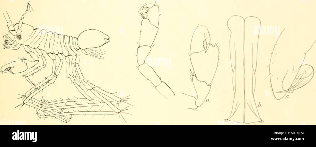 . Die Isopoden der Deutschen Sdpolar-Expedition, 1901-1903 . Abb. 96. Munna psychroiAila n. sp. « (J (x 20), b Greiffuß des ?. .bb. 97. Munna psychruphila n. sp. a Greiffuß des S (x 55), b erste, c zweite Pleopoden des (J (X 70). bei kleineren blaß ist, läßt sich annehmen, daß es den jüngsten Stadien ganz fehlen wird. Charak- terisiert ist die Art durch die Greifhand bei &lt;J (Abb. 97 a) und ^ (Abb. 96 b) und durch die ersten und zweiten Pleopoden des &lt;J (Abb. 97 b, c). Trächtige Weibchen mit bis zu 12 Eiern wurden am 9. VIL, 13. 111., 9. XL, 3. und 19. XIL 1902 und 8. IL 1903 gefunden,  Stock Photo