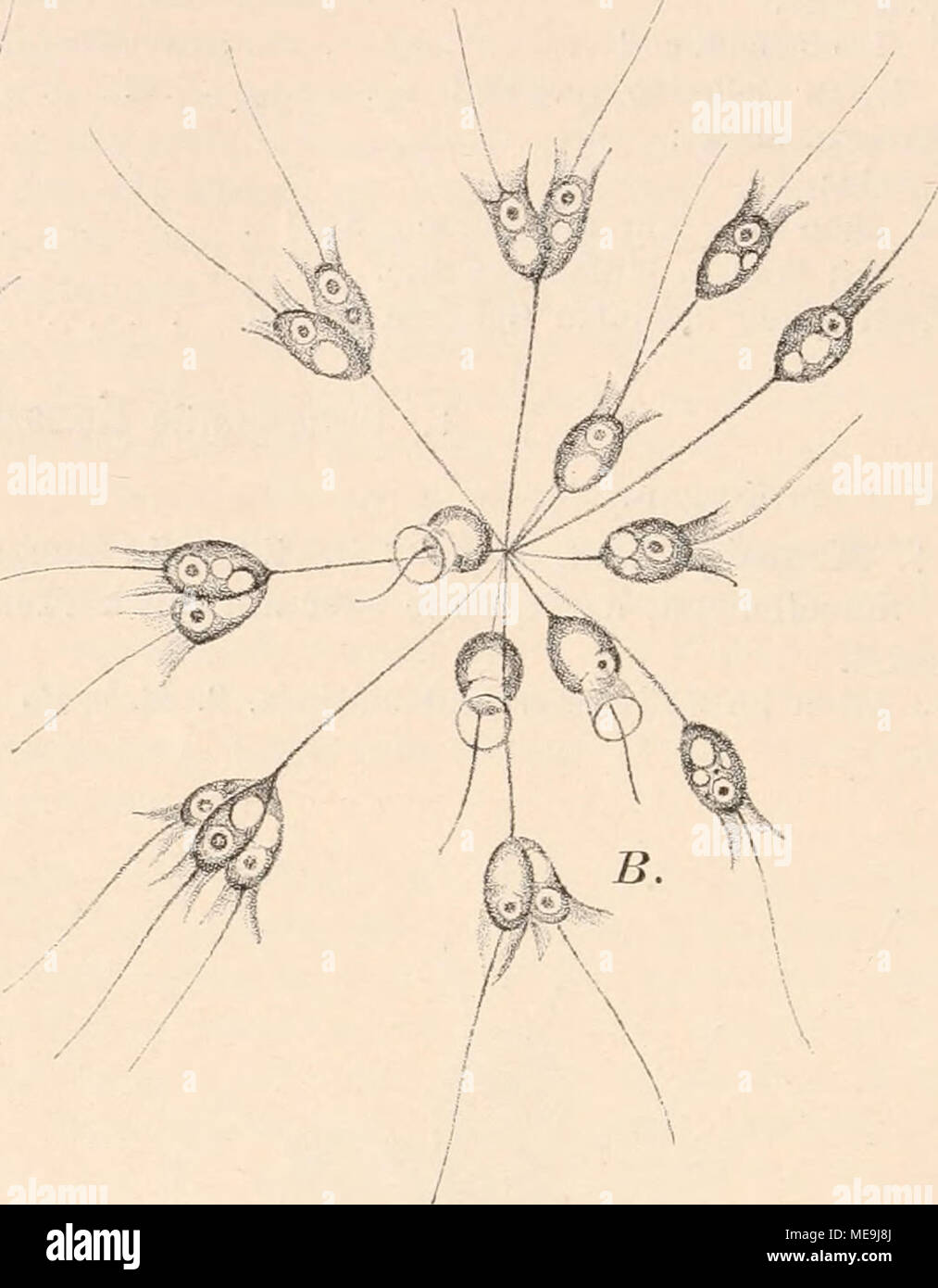 . Die Natürlichen Pflanzenfamilien nebst ihren Gattungen und wichtigeren Arten, insbesondere den Nutzpflanzen, unter Mitwirkung zahlreicher hervorragender Fachgelehrten begründet . Fig. S3. -1 Codonocladium umbellatum Tat. (1000/1). — £ Astrosiga radiata Zacli. (500/1). (Nach France (1897).) 4. Astrosiga Kent. (Fig. 83 B). Kugelig bis eiförmig nackt, 1 6 ;x groß. Einzeln oder mehrere bis viele (über 100) Individuen auf Stielen sitzend, die von einem gemeinsamen Punkt radiär ausstrahlen. Die Colonien schwimmen rotierend. 2 Arten im Süßwasser, z. B. A. radiata Zach. (Fig. 83, B). 5. Desmarella K Stock Photo