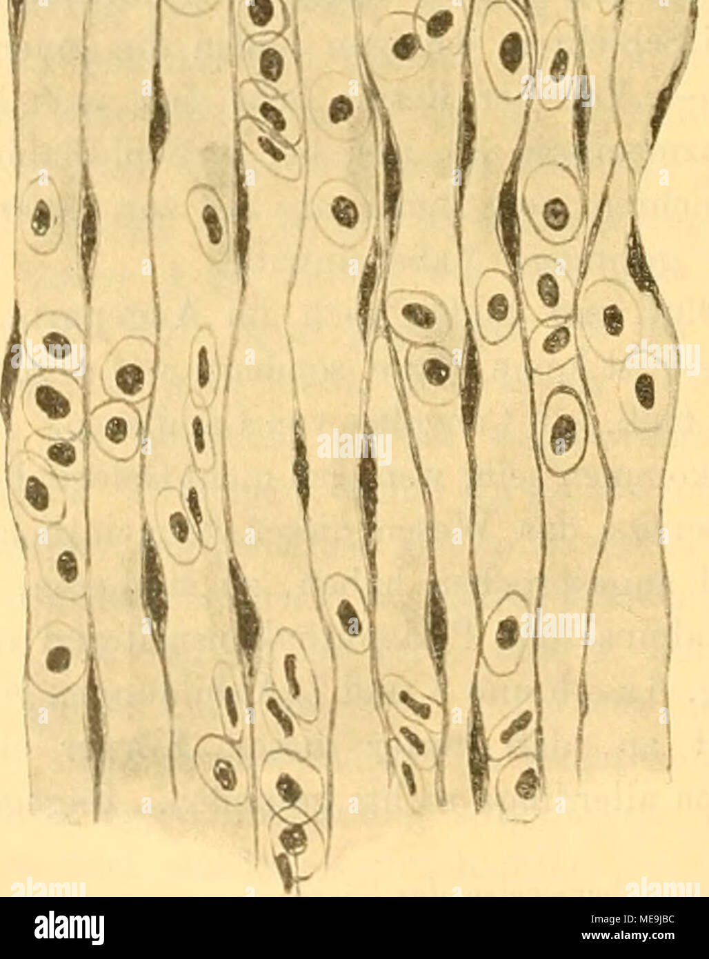. Die japanische Knochenfische der Sammlungen Haberer und Doflein . Fio Fig. 6. linde ich, daß die pars mesoblastica der Iris bei Boleophthalmus ganz und gar aus parallelen Fasern besteht, die wohl als Argentea aufzu- fassen sind. Sie werden durchsetzt von quer — radiär — stehenden schwarzbraunen Chro- matophoren, die gewissermaßen wie Pfeiler die pars epiblastica mit der gleichfalls tiefschwarz pigmentierten distalsten — vordersten — Schicht der Iris verbinden. Ahnlich in der Pigmentierung, aber im übrigen aus gewöhn- lichem, gefäßedurchzogenen Bindegewebe er- scheint die Iris bei Periophthal Stock Photo