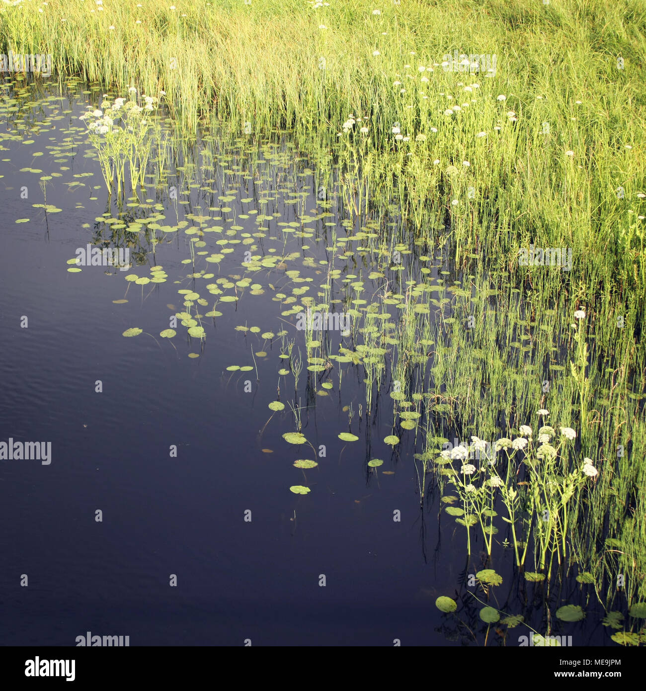 Water plants near the shore of Kenozero lake. warm summer day. Grass