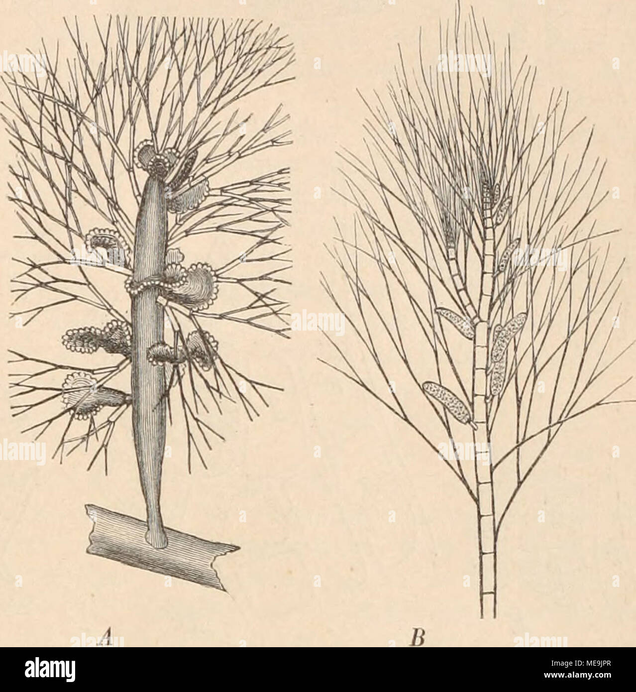 Eben Et High Resolution Stock Photography And Images - Alamy