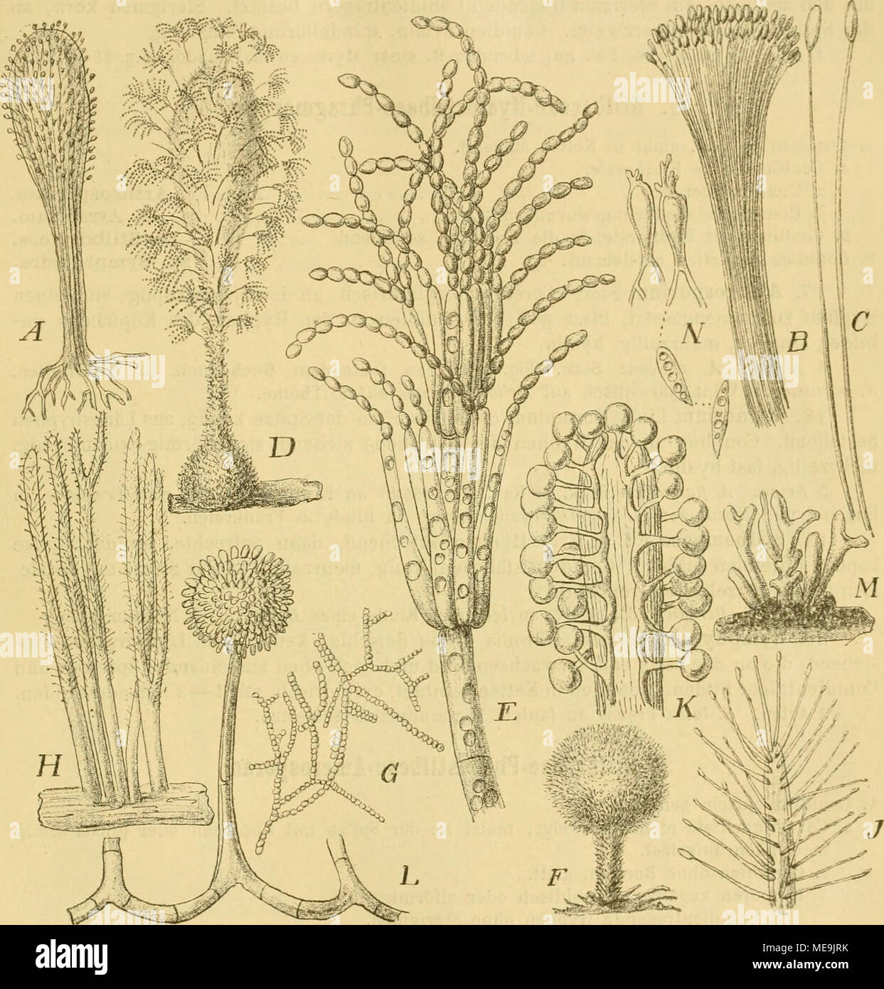 . Die NatÃ¼rlichen Pflanzenfamilien nebst ihren Gattungen und wichtigeren Arten, insbesondere den Nutzpflanzen, unter Mitwirkung zahlreicher hervorragender Fachgelehrten begrÃ¼ndet . Fig. 254. A Stilbella (rythioc(phala (Ditm.) Lmda,-a. Haliitus des Coremiums, schwach vergr. â BâC C'iliciopodium sanguineum (Corda) Sacc. li Coremium, vergr. C Conidientragende Hyphen, stark vergr. â DâE Coremium glau- cnm Fries. iJ Coremium, vergr. Â£ ConidientrÃ¤gPr, stark vergr. â FâG Lasioderma flavoiirins Dur. et Mont. i-&quot; Habitus des Pilzes, (iO/1. G Sporenketten, :!(J0/1. â HâJ Isaria brachiata (Batsc Stock Photo