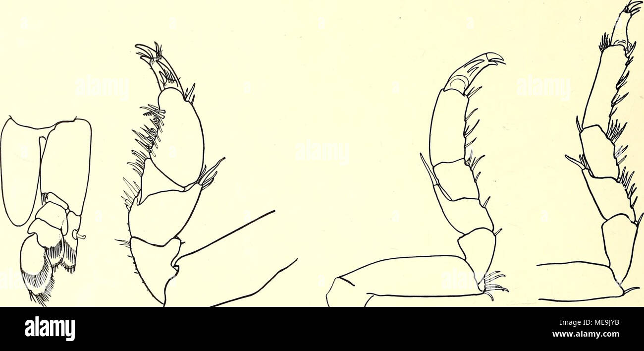 . Die Isopoden der Siboga-Expedition . Fig. 63. Idothea du- Fig. 66. Idothea dupli- plicata, Maxilliped, Fig. 64. Idothea duplicata, Thorako- Fig. 65. Idothea duplicata, Thorako- cata, Thorakopod VIII 37 X. pod II (Pereiopod I), 36 X. pod III (Pereiopod II), 30 X. (Pereiopod VII), 24 X. nirgends anders vorkommt (vergleiche indessen Cleantis japonica, S. 263). Man könnte vielleicht denken an eine Abnormalität, aber abgesehen hiervon glaube ich doch mit einer neuen aparten Art zu tun zu haben. 3. /. linearis (L.). Java (?); atlantisch und Mittelmeer; Tiefe bis 22 m (132, S. 93). 4 /. metaüica Bo Stock Photo