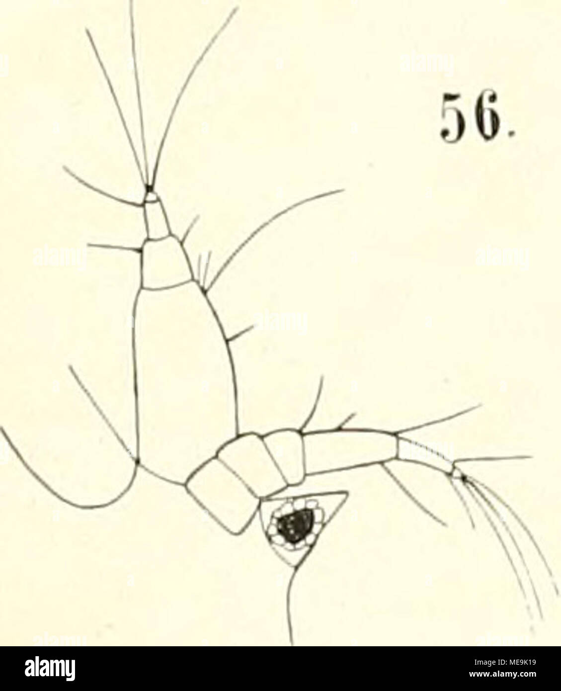 . Die Isopoden der SibogaExpedition Stock Photo Alamy