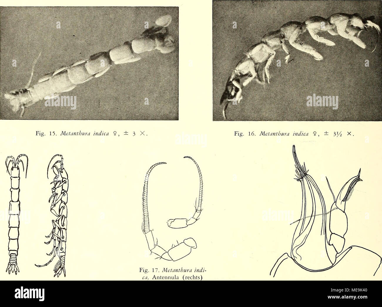 . Die Isopoden der Siboga-Expedition . Fig. 14. Metanthura indica und Antenna (links), Fig. 18. Metanthura indica, rechts 9, ± 2 X. 12 X. Mandibula, 50 X. Stechorgane und können wahrscheinlich zurückgezogen werden, sodass die Mandibula als Saugorgan auftreten kann. Meine Zeichnung ist nicht im Widerspruch mit Schiödte's Figur I, welche den Ein- druck macht, dass auch bei Calathura brachiata (Stimpson) die Mandibula selbst hohl ist und ein Lanzett heraustreten lässt, statt 3 bei Metanthura. Der Palp der Mandibula ist 3-güedrig; das dritte Glied trägt an der konkaven Seite einen Kamm von Haaren  Stock Photo