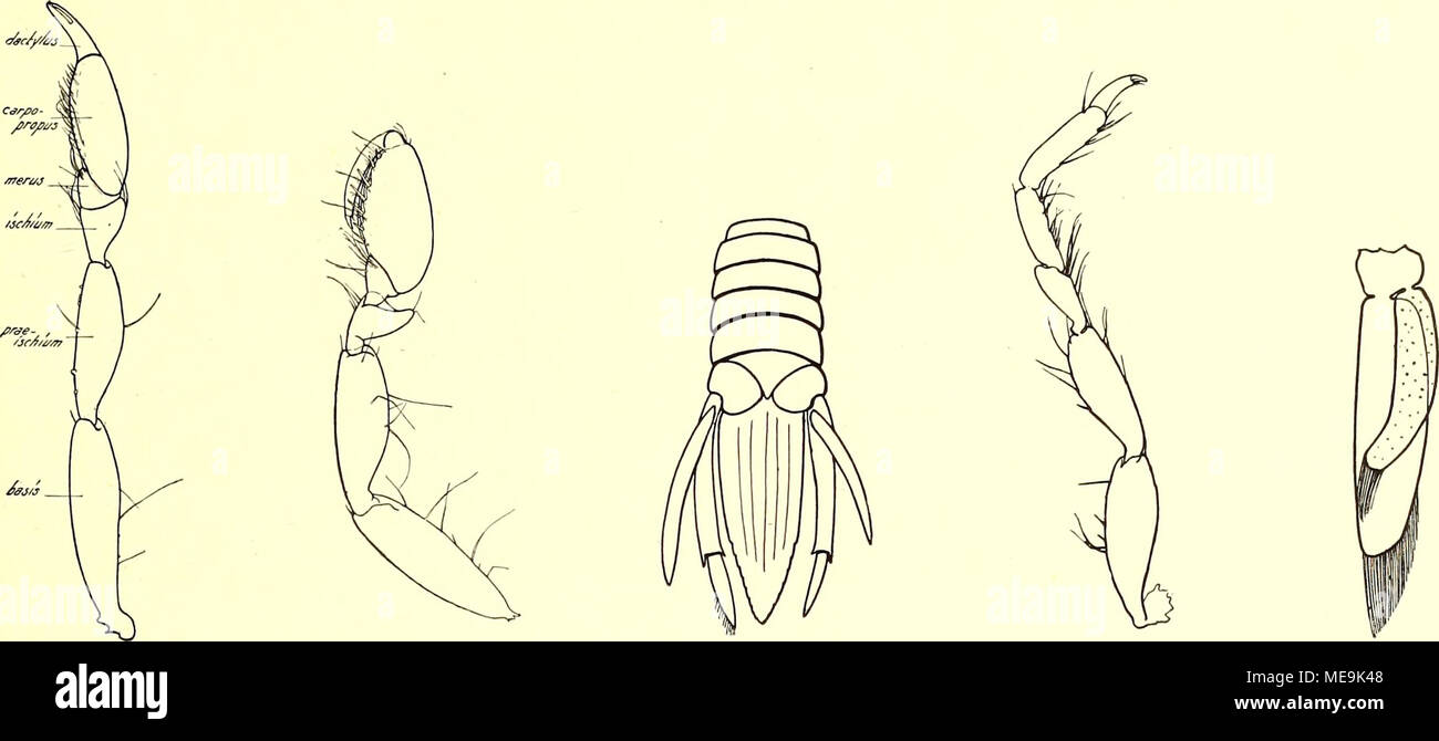 . Die Isopoden der Siboga-Expedition . Fig. 9. Katanthura Fig. 10. Katantbura Fig. 11. Katanthura Fig. 12. Katantbura Fig. li.Katan- barnardi, Thora- barnardi, Thorakopod barnardi, Metasoma, barnardi, Thorakopod thura barnardit kopod IV (Gnatho- III (Gnathopod II), ± 12 X. VII (Pereiopod Pleopod I, pod III), 23 X. 23 X IV), 23 X. 25 X. selbst. Barnard legt den Nachdruck auf die Tatsache, dass die Form und Oberfläche des Telsons stark variieren kann (8, S. 117 und Taf.). Gewiss ist dies richtig. Bei Katanthura ist es, so weit ich es beurteilen kann, leicht convex, mit 6 der Länge nach verlaufen Stock Photo