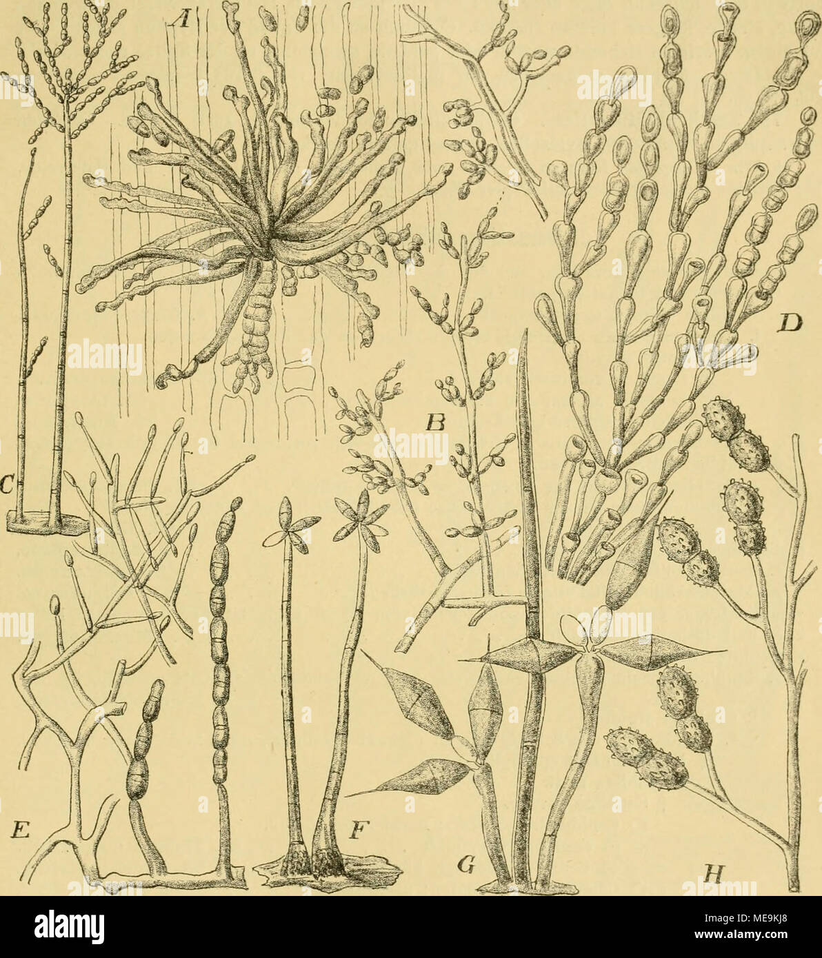 . Die Natürlichen Pflanzenfamilien nebst ihren Gattungen und wichtigeren Arten, insbesondere den Nutzpflanzen, unter Mitwirkung zahlreicher hervorragender Fachgelehrten begründet . Fig. 247. A—B Cladosporium herharum (PBrs.) Link, A Conidienträgerrasen auf einem Getreideblatt, Ii25/1. B Conidienträger aus den Kulturen, 250/1. — C Diplococcium strictum Sacc. Conidienträger, vergr. — D Cladotrichitm scyphophoinm Corda. Conidienträger, vergr. — E Kpochnium monilioides Link. Conidieutragendes Mycel, vergr. — F Cordana pauciseptata Prenss. Conidienträger, vergr. — 0 Beltramia rkomhica Penz. Conidie Stock Photo