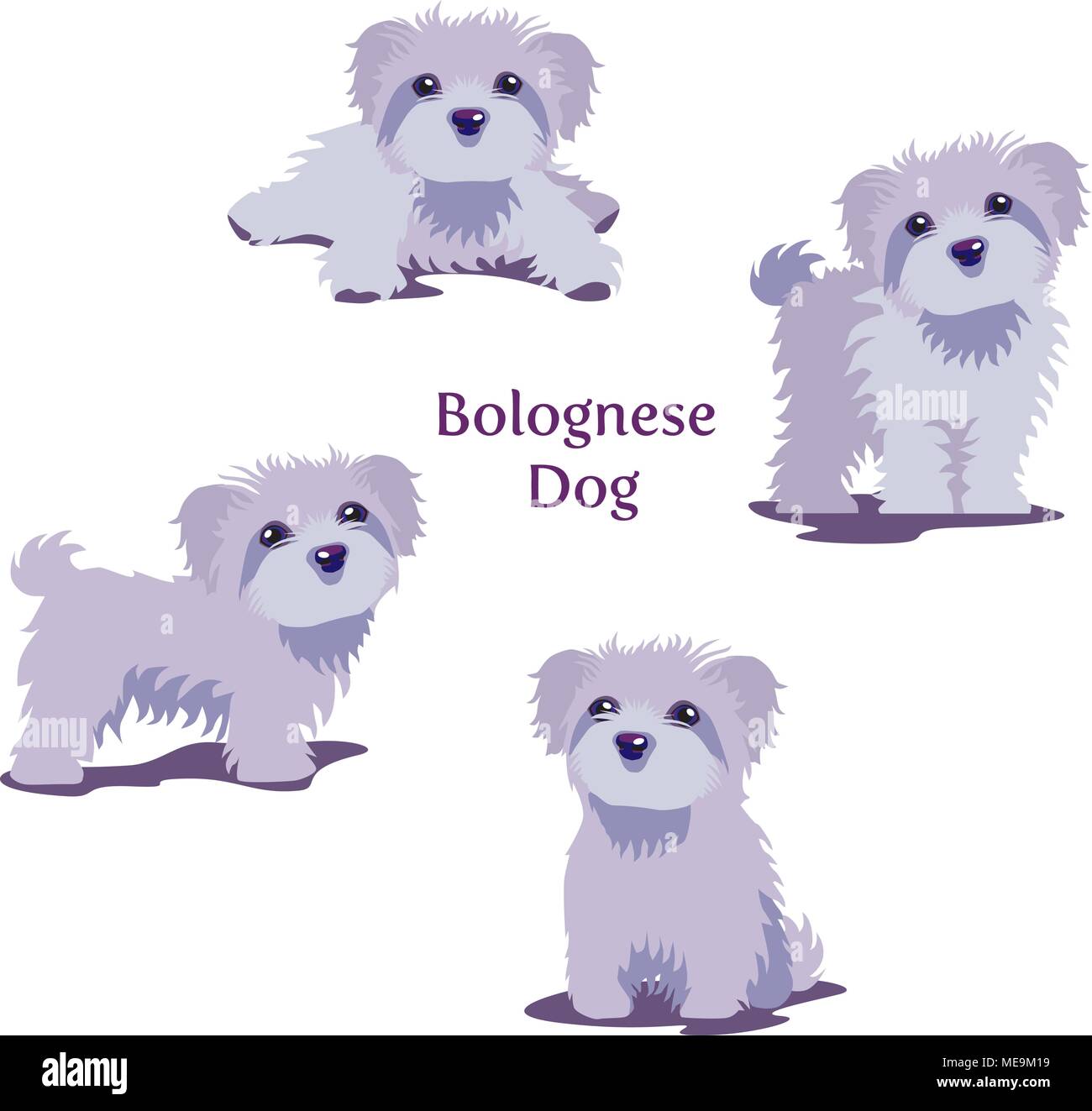 Bolognese bichon dog Stock Vector Images Alamy
