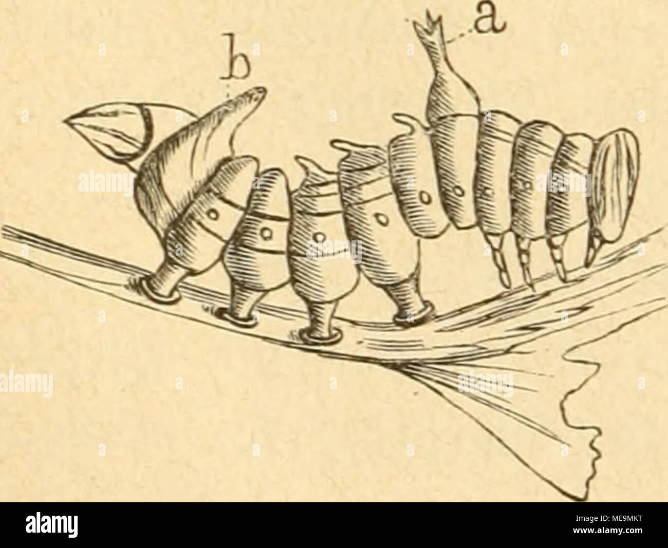 . Die Insekten . m- 81. 2Iuf ber ®i(!^e leBenbe 9taupe üon Hybo campa Milhauseri Fabr. mit felt= jamen 9tü(Ienfortfäljen (a, b). Stock Photo