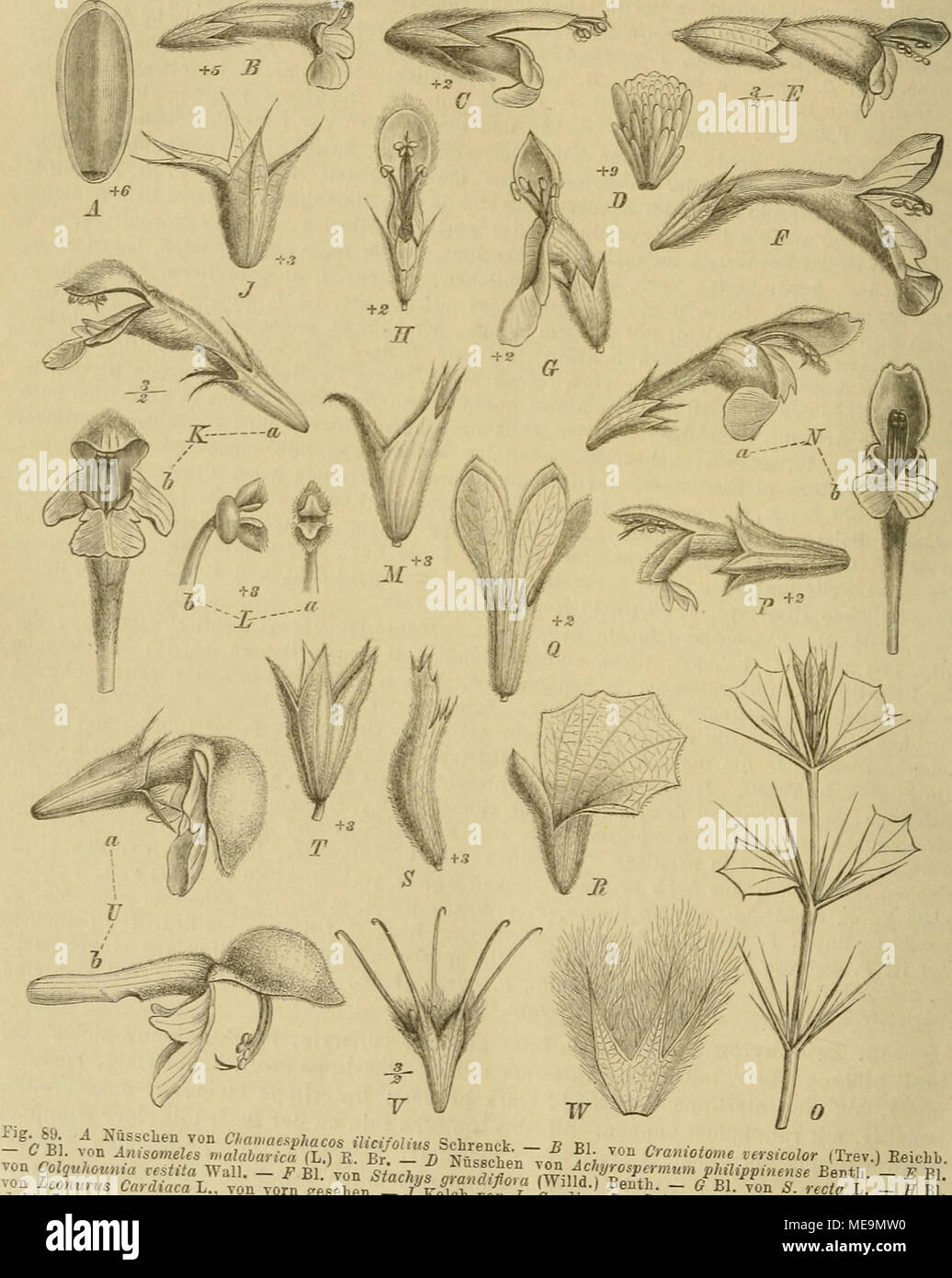 . Die NatÃ¼rlichen Pflanzenfamilien : nebst ihren Gattungen und wichtigeren Arten, insbesondere den Nutzpflanzen . ^^n Leonurus CardiÃ¤caCVon vorn gesehen 7LTr'^'^''V&quot; ^^^ l Be^th. - (? Bl.TonT dÂ« m Leers, a von der Seite, 6 vonfrrgeseh7n -5f Stb von /&quot;I'^'^'t''-' SeiteBansicht. - A&quot; El. .on Galeopsis -M Jielch von medemannia orientalis Fifch et ilev - V Rl^- ''f'Â«.^-eers, a Torderansicht, 6 Seitenansicht   vorn gesehen. - 0 Zweig yon ia^oc/,,7 Â« cÂ«Â«LfâTB7ntf l%fÂ°&quot;&quot;&quot;&quot;' P^finreum L., a von der Seite, 6 von IyÃiVe '^r&quot;&quot;&quot;-) f'^Ty. &quot;&q Stock Photo