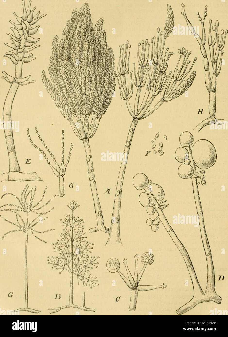 . Die Natürlichen Pflanzenfamilien nebst ihren Gattungen und wichtigeren Arten, insbesondere den Nutzpflanzen, unter Mitwirkung zahlreicher hervorragender Fachgelehrten begründet . Fig. 2I'.l. A Cloiioitaclii/H Araucaria Cotda. Zwoi t'oaidiuiitiah'cr, veißr. — 8—C AcrusUilnymu.i ci&gt;inab'iriiiii'&lt; CorCm. B CV,ni(litntrrig.T, vergr. C Stock eines C'onidicDtrflgerH mit C'ouidionltöpfclien, stilikor vergr, — ll—F ILirziilla C'ipitata Cost. et Matr. L Conidienlrägor mit diircli Schleim verklebten Sporenköpfcbun, öliO/l K Coiüdientiäger, 72o/l. /' Sporen, 72ii/I. — G Spicaria elcyniis (Corda)  Stock Photo