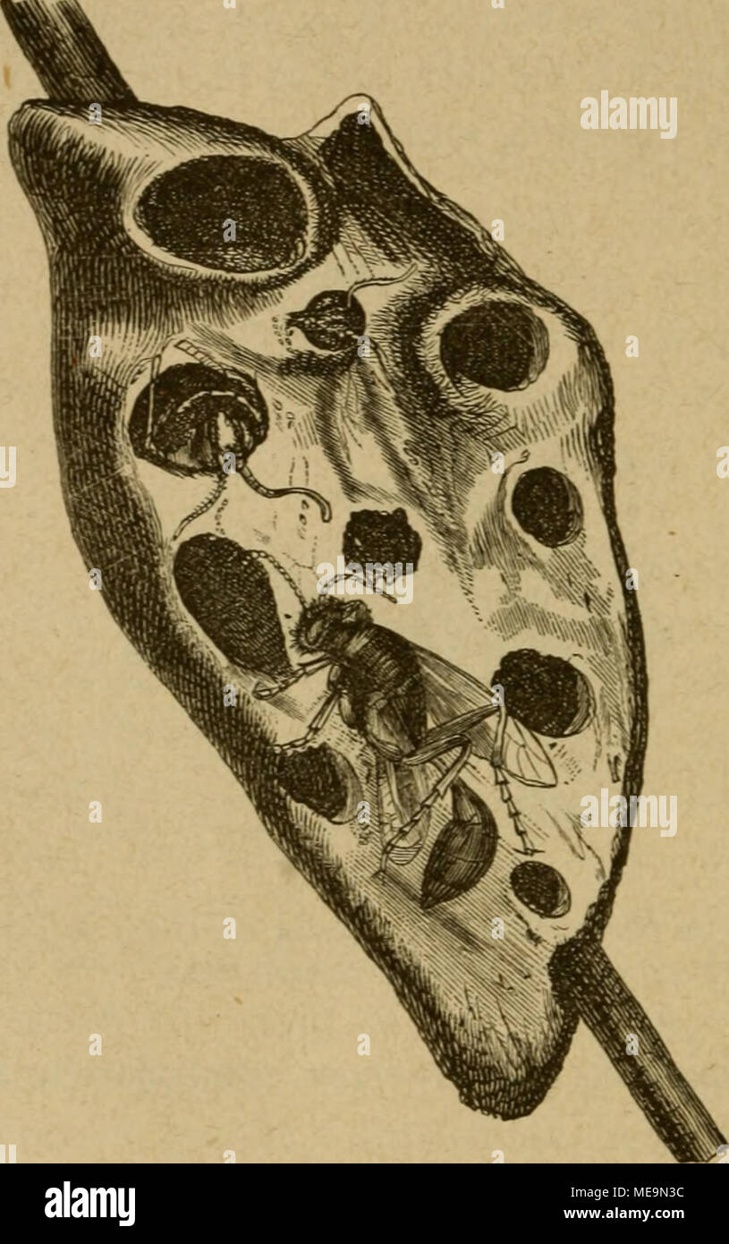 . Die Insekten . gig. 61. 2ef)mne[t einer ej:ctiicf)en â JlJorlMreSpe (Pelopaeus vindex Lept). 2Bienec Â§of= tnufeuau ^er S3auort, n^enn er nur einigermaÃen Ã¶erftedt liegt, ift i^r Ã¼berl^aupt gleid)gÃ¼(tig. (Smitt) fanb fotd^e Sf^efter in Â©djlÃ¼ffeUÃ¶diern, in U{)rge^Ã¤ufen, ja einmal in einem Â©ieget- ring, beffen @tein f)erauÂ§gefa[Ien inar. â Stock Photo