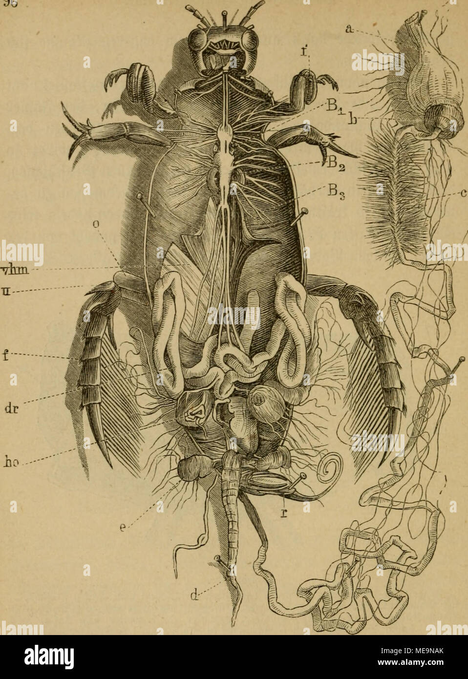 . Die Insekten . mg- 59- ©d^VDimmläfer (Dyticus marginalis S) »om 9?ütfen geöffnet. ?änA§ ber aRitte beä 33aud)t:§ bie ©anflUenfette. ßi, B&gt;, Es bie gabelförmigen ©ebübe be§ Dentraten §auticeleteö ber a^örber=, 9)littel= unb ^interbruft. vhm bie borberen ^üftmuefetn (©treder ber Diuberbcine). o Dber=', u Unterfd^enfel, f gufe ber le^tcren. — ho Söoitn, dr 2lnt)ang§brüfen, r Stütze. — a Äropf, l Äau= magen, c mit äußeren 2:rüien beje^ter DJJittelbarm, d langer Slinbbarm, e Sepiter besi ©efreteS ber Slfterbrüfen. Stock Photo